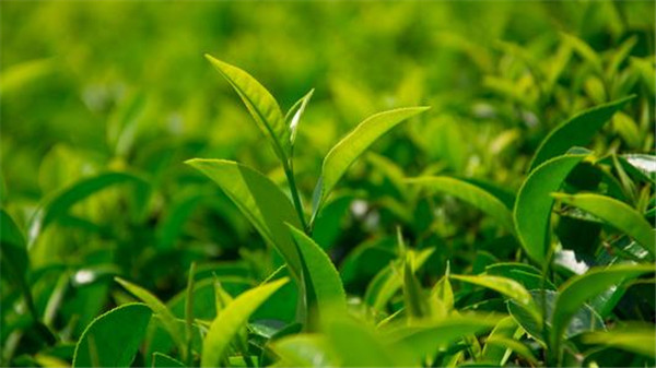 茶叶农残标准,茶叶农残标准对比分析