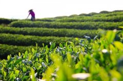 茶叶农残检验项目有哪些？