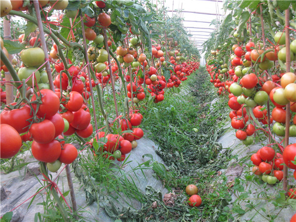 西红柿的种植地采用农药残毒检测仪来检测西红柿品质