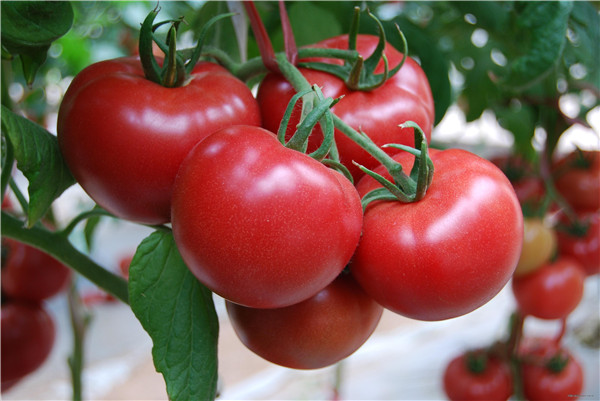 西红柿的种植地采用农药残毒检测仪来检测西红柿品质