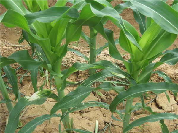 农作物出现除草剂药害能用农药残毒检测仪吗？