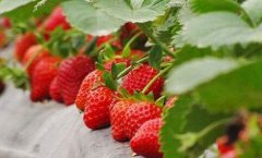 红颜草莓种植基地用农残快速检测仪检测