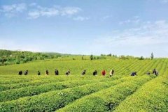 塔峰茶叶茶园基地用农残速测仪检测农残
