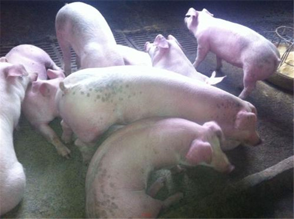 宰杀肉畜企业被取缔，就是因为生猪定点屠宰企业不符合要求