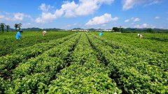 农产品安全检测仪检测横县茉莉花茶农残