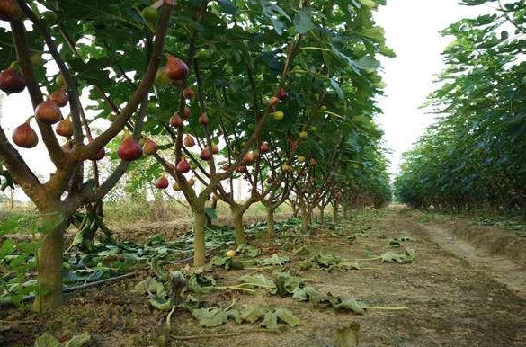 农残分析仪促进园林水果高产优质